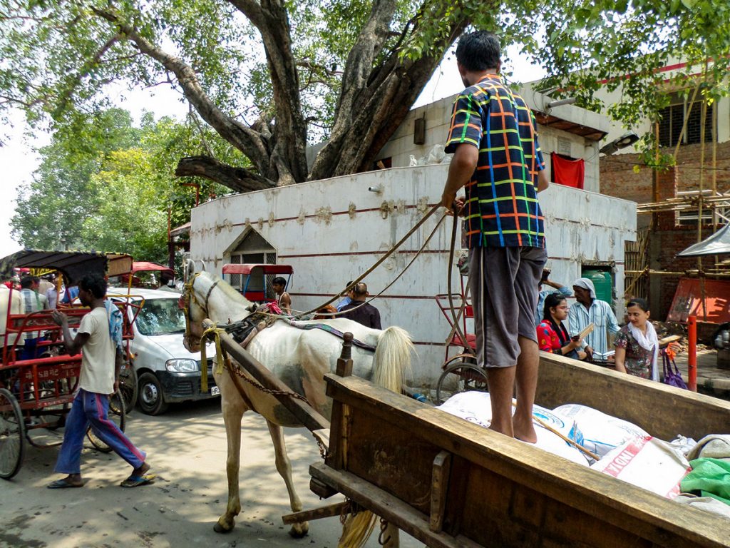 Tonga Indien Pferdekutsche