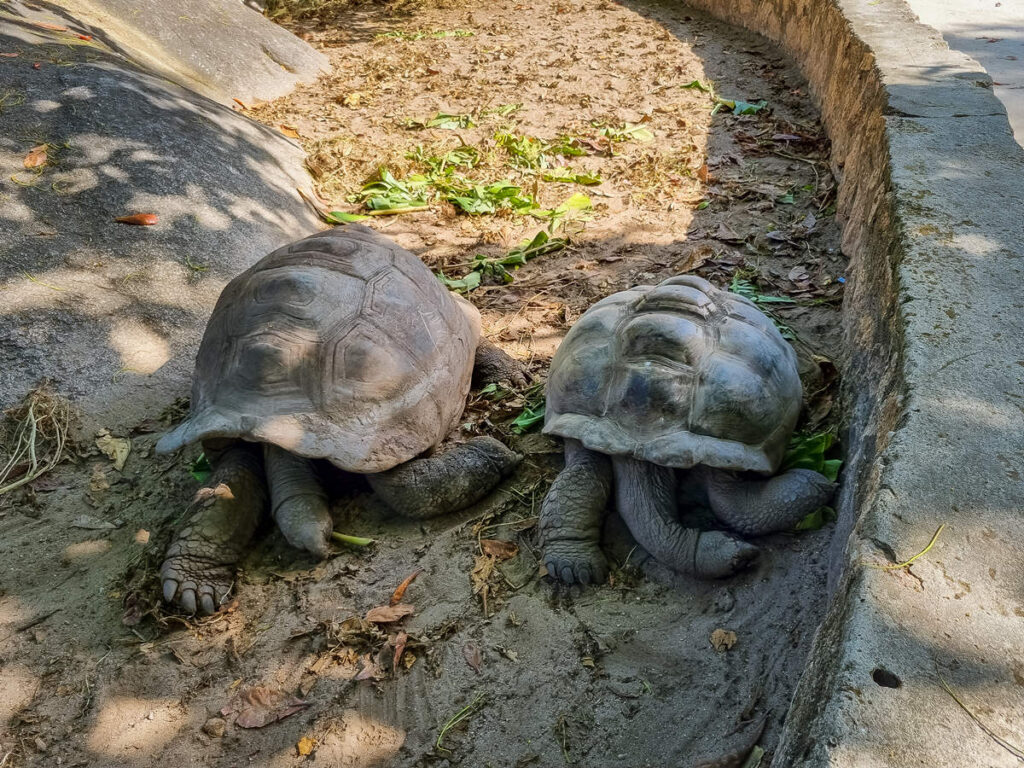 Riesenschildkröten L’Union Estate Farm