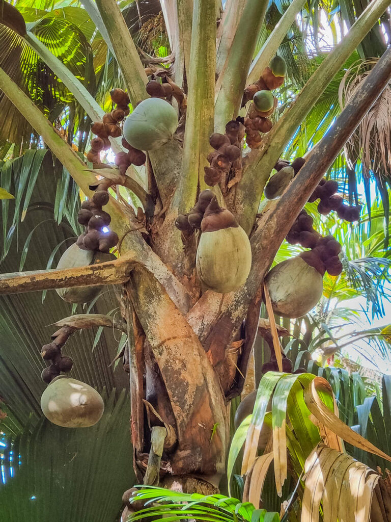 Coco de Mer Vallée de Mai