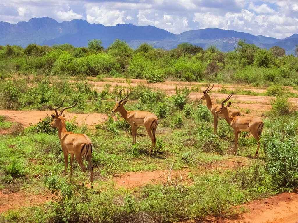 Impalas in Tsavo West