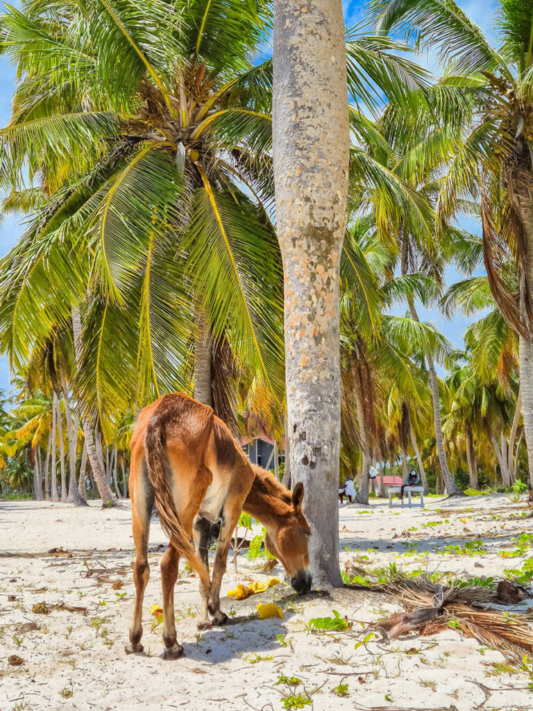 Esel auf der Isla Saona