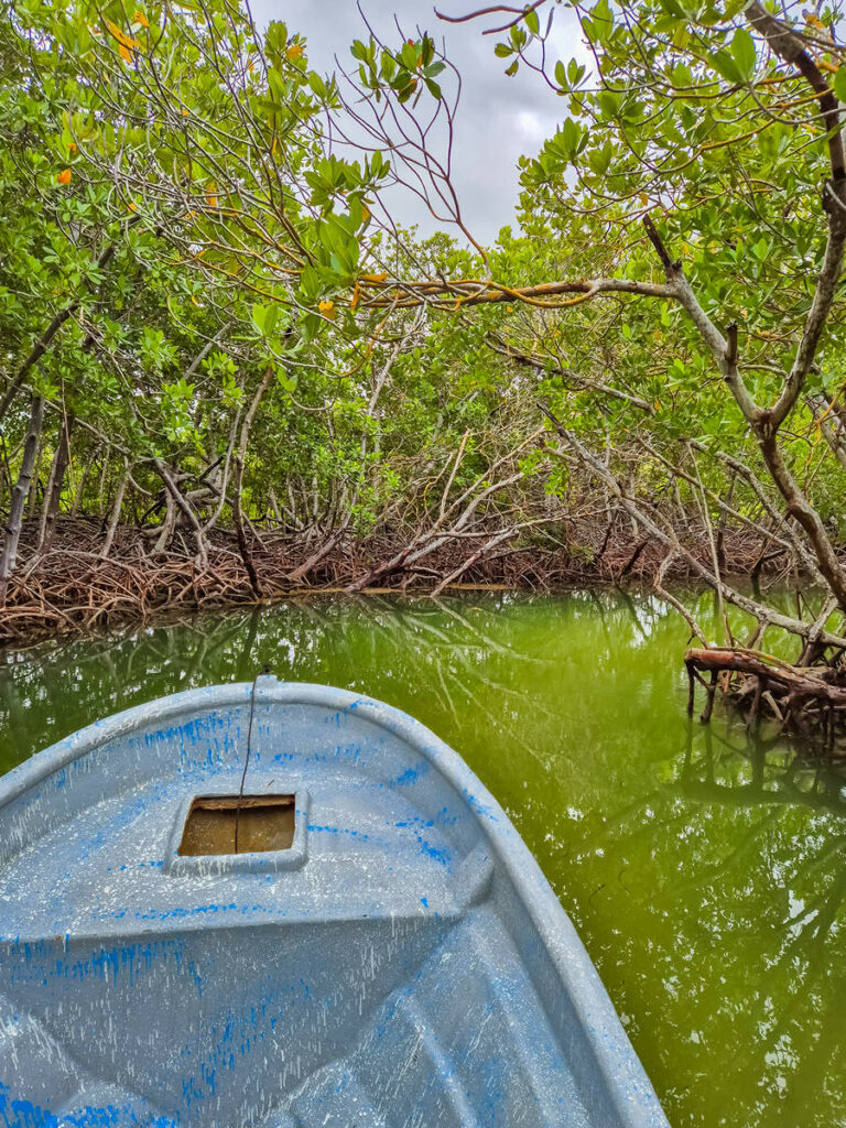 Punta Rucia's Mangrove