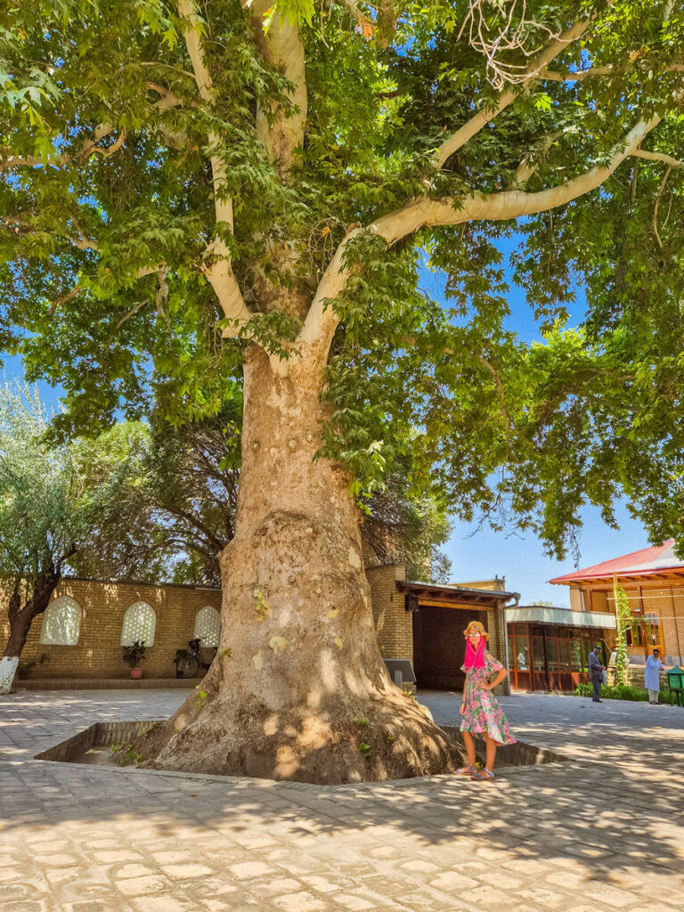 600 Jahre alter Maulbeerbaum auf dem Hof der Mechet' Khazrat Imom