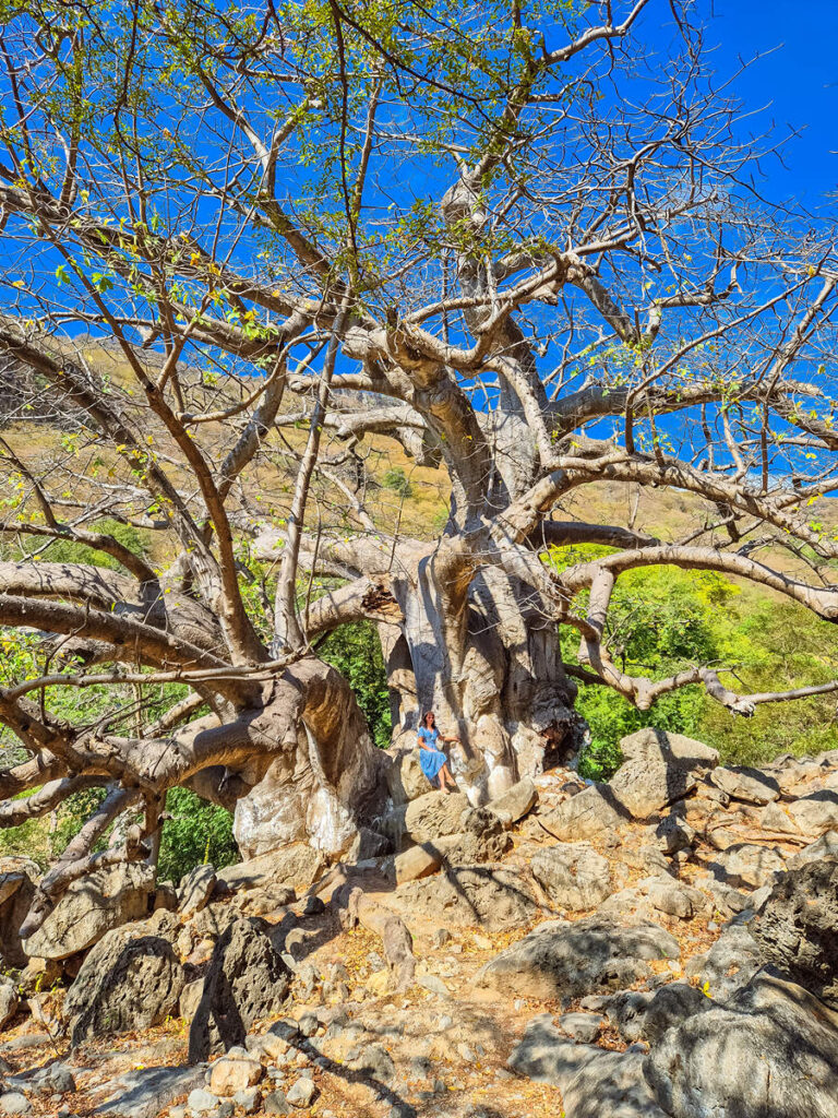 Baobab Tree in Oman