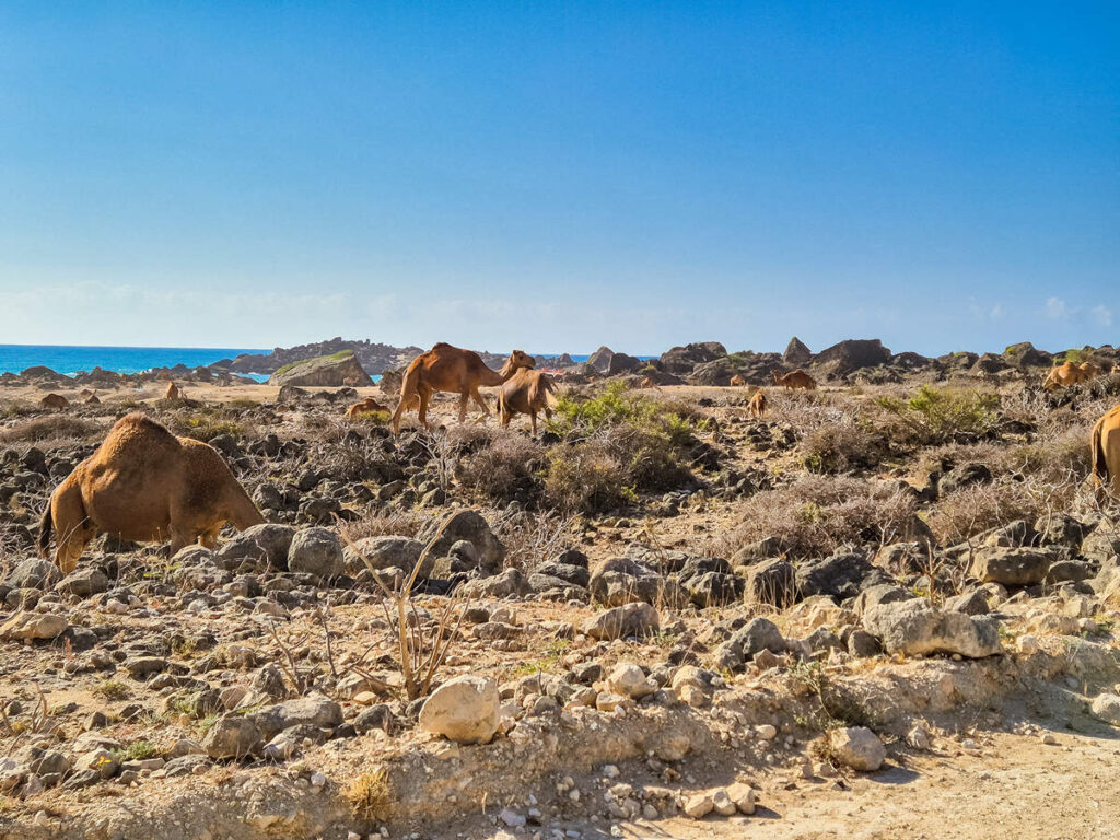 Dromedare auf dem Fazayah Beach