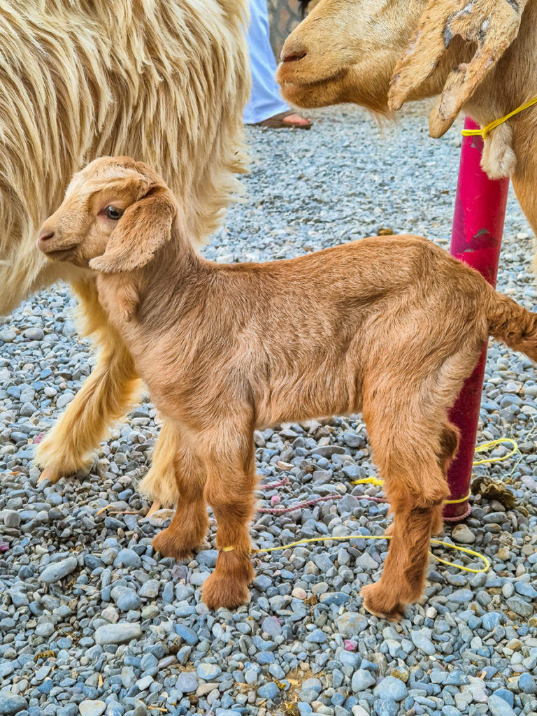 Babyschaf auf dem Ziegenmarkt in Nizwa