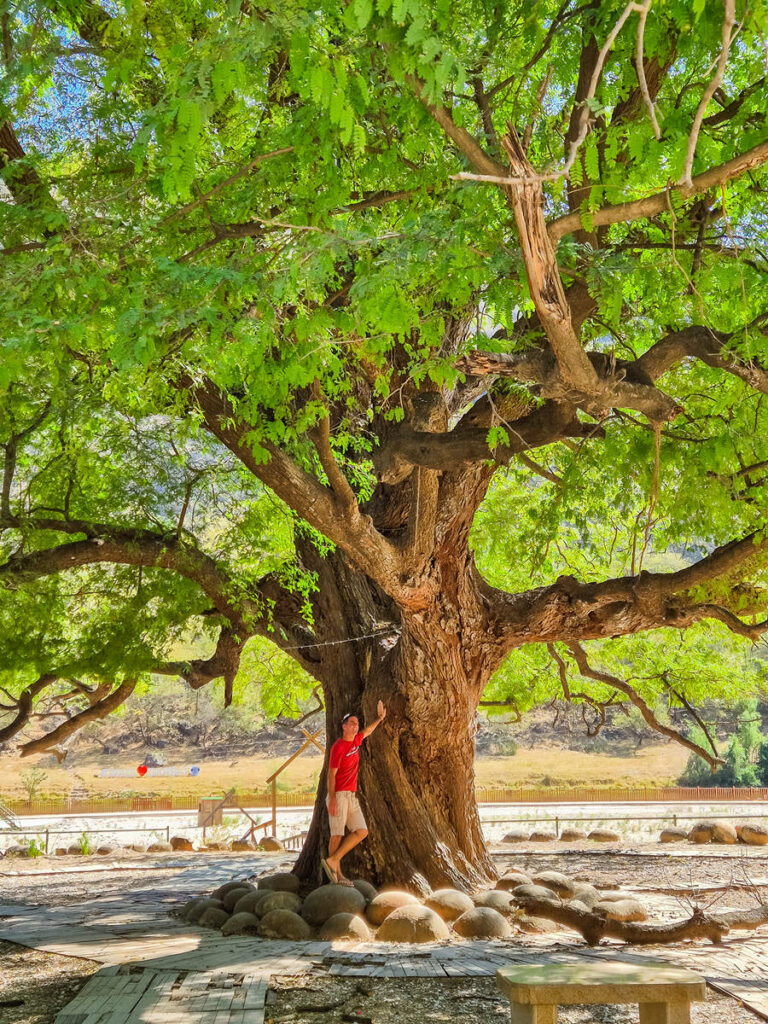 Tamarindenbaum im Wadi Darbat