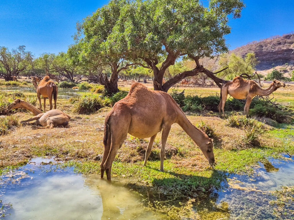 Kamele (Dromedare) im Wadi Darbat