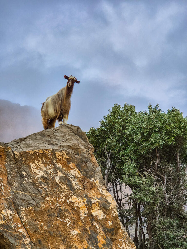 Ziege Jebel Shams