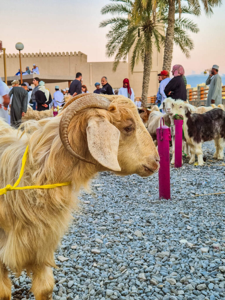 Ziege auf dem Goat Market in Nizwa Oman