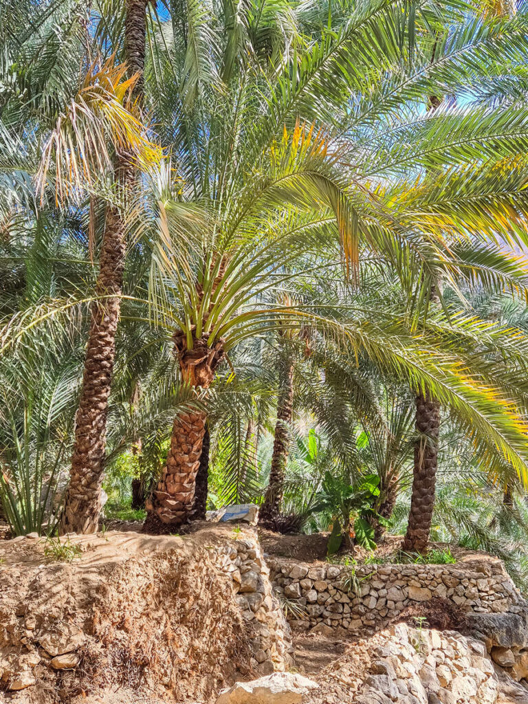 Wadi Tiwi Palmen